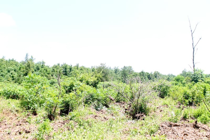 Green Mountain Ranch Tract 37 photo 6