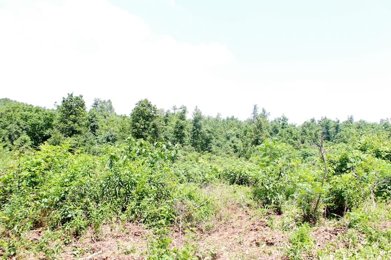 Green Mountain Ranch Tract 37 photo 7