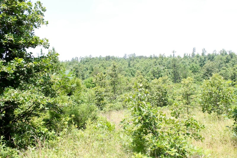 Green Mountain Ranch Tract 37 photo 9