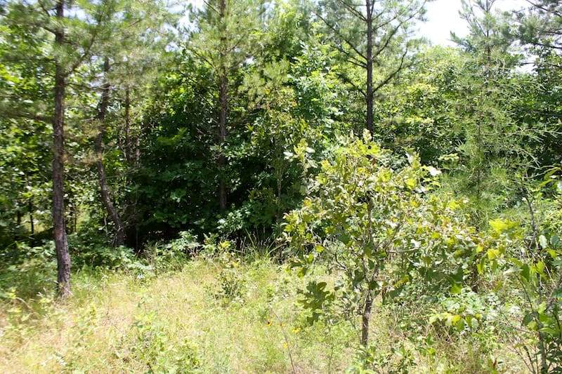 Green Mountain Ranch Tract 37 photo 10