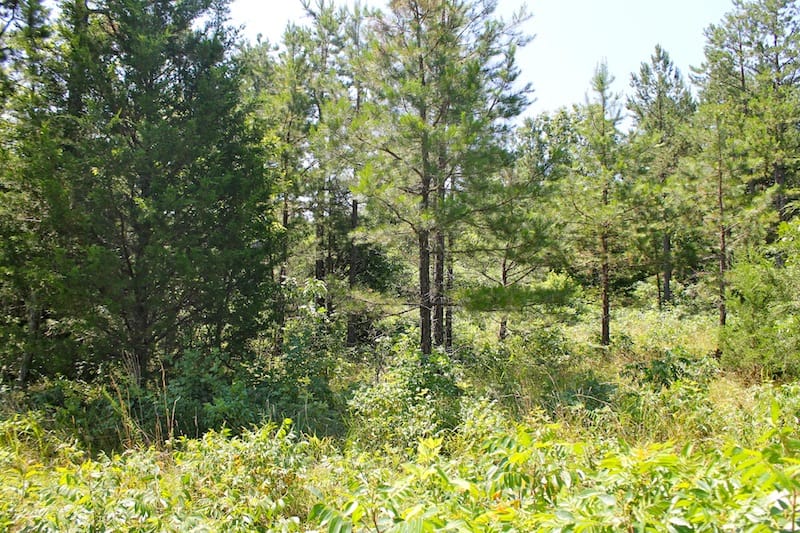 Green Mountain Ranch Tract 37 photo 11