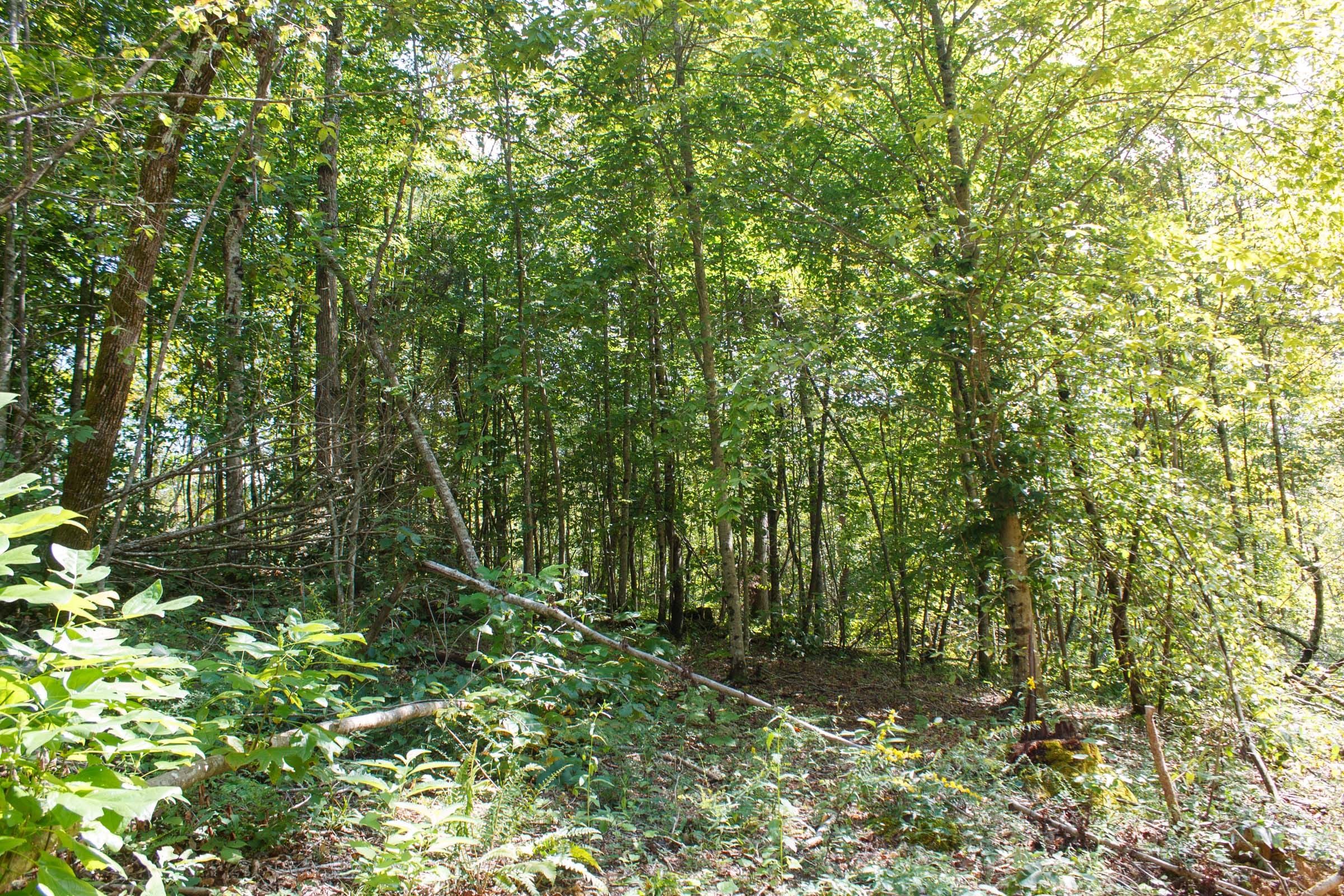 Wounded Oak Tract 15 photo 2