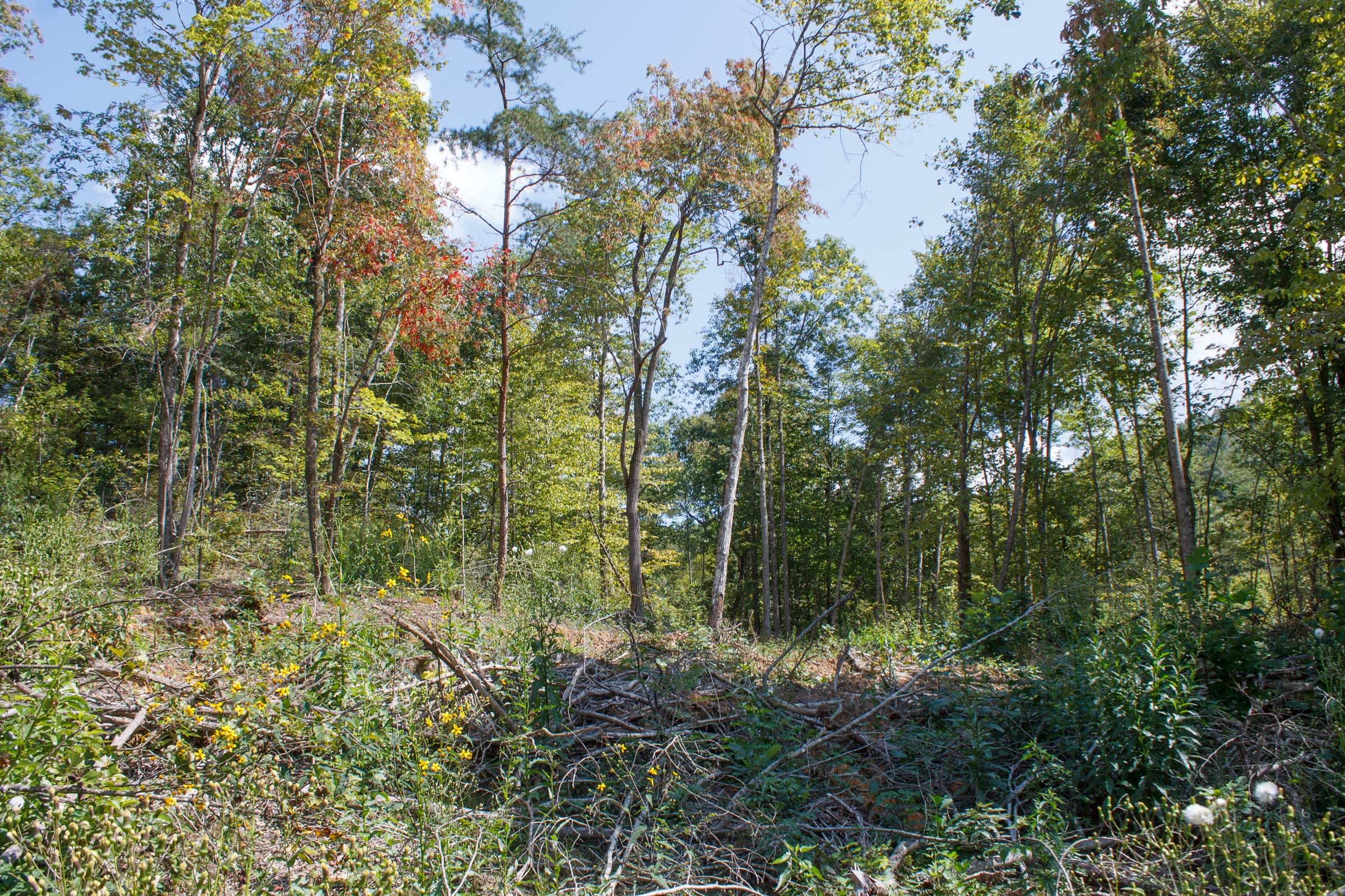 Wounded Oak Tract 15 photo 4