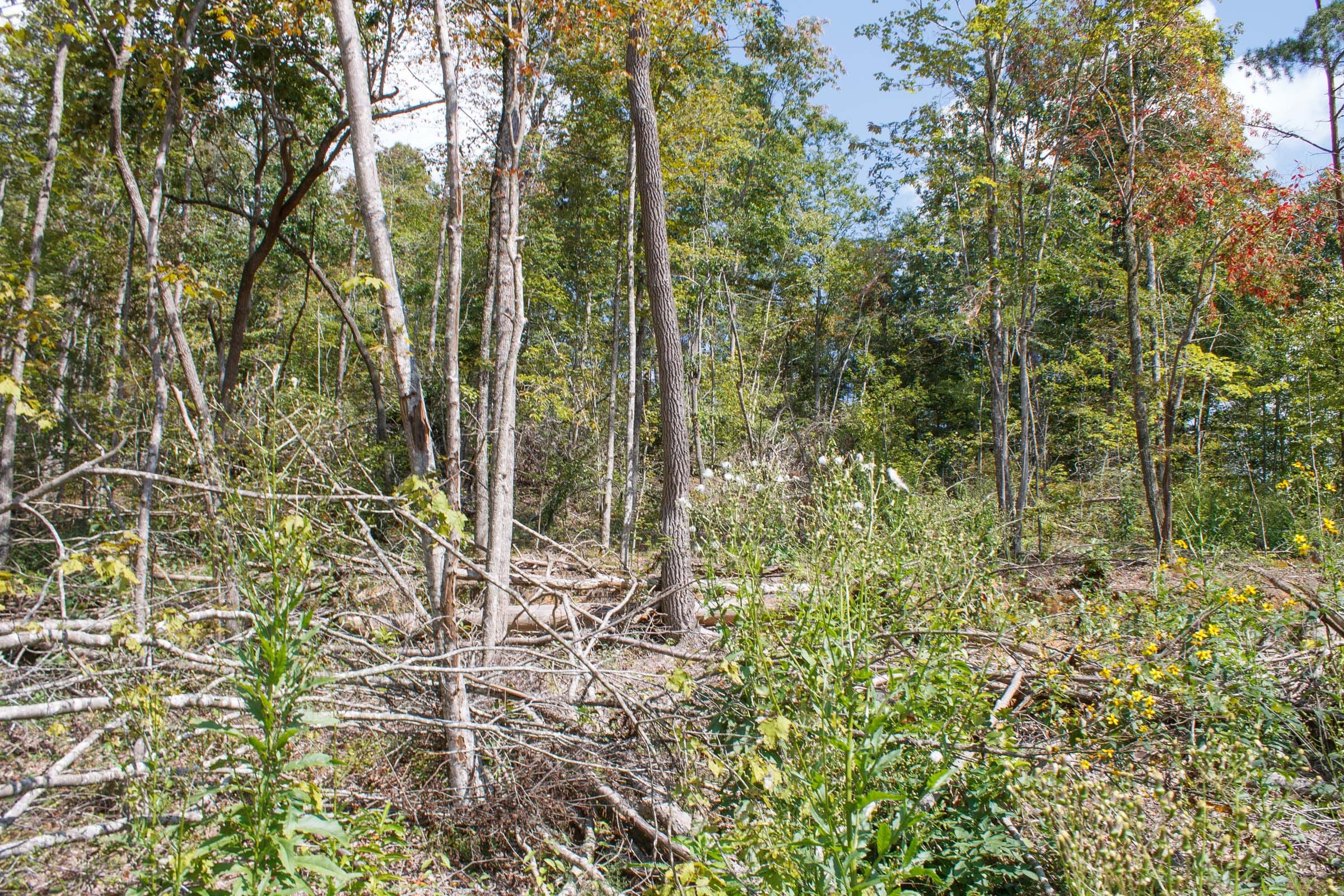 Wounded Oak Tract 15 photo 5