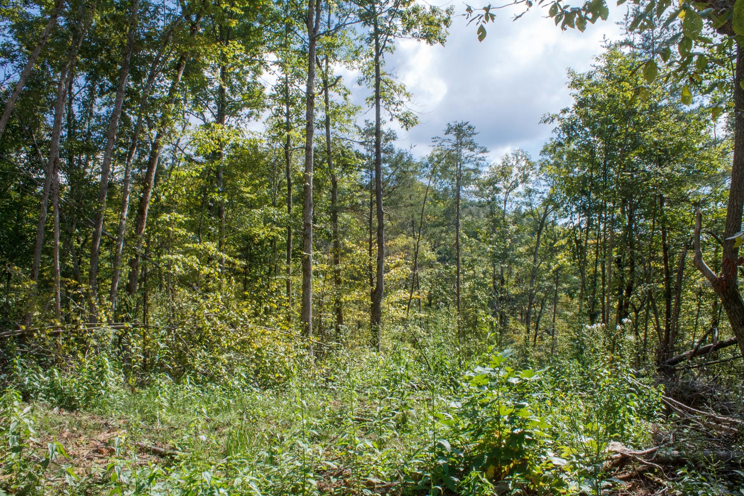 Wounded Oak Tract 15 photo 8