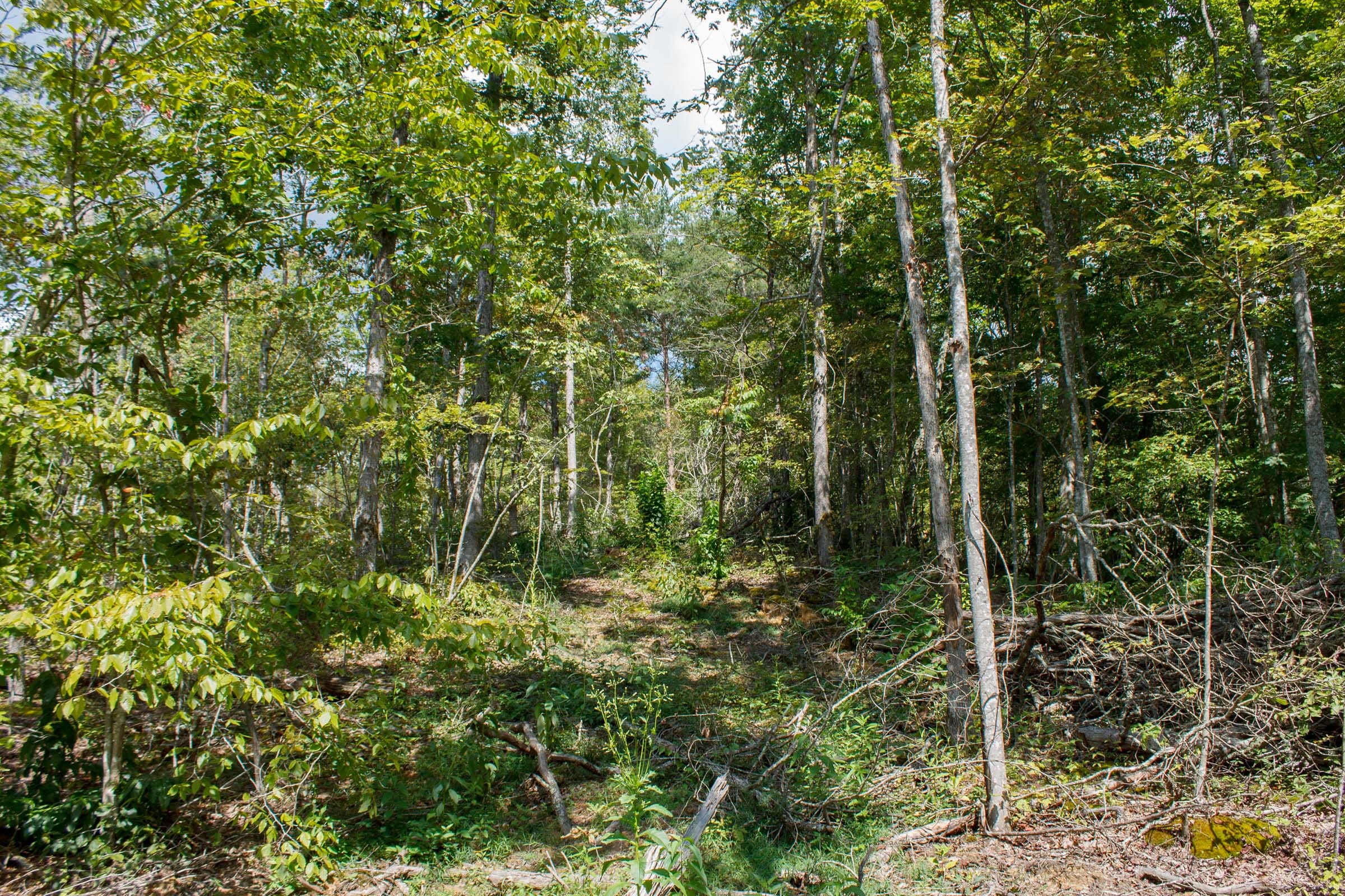 Wounded Oak Tract 15 photo 9