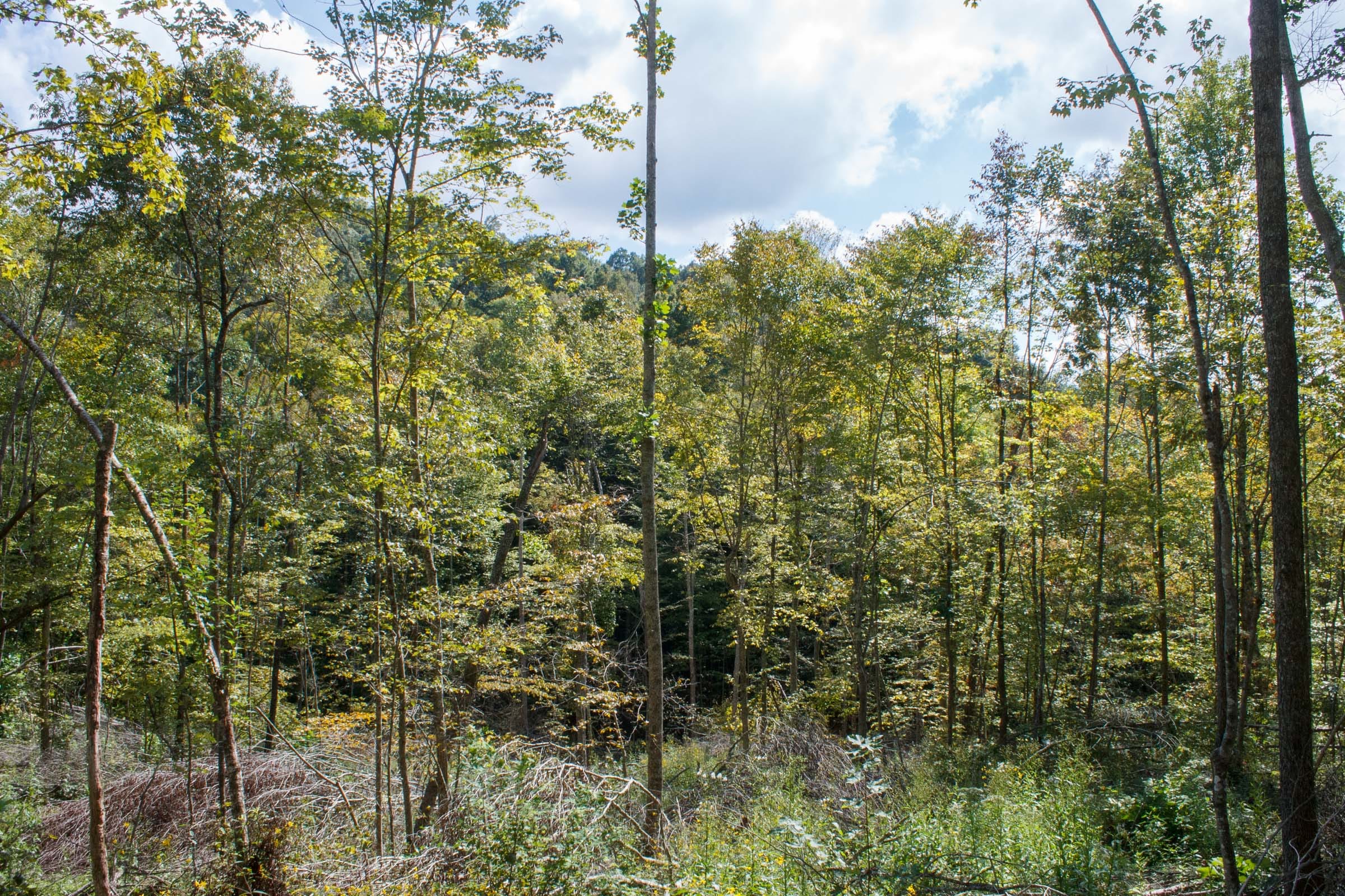 Wounded Oak Tract 15 photo 10