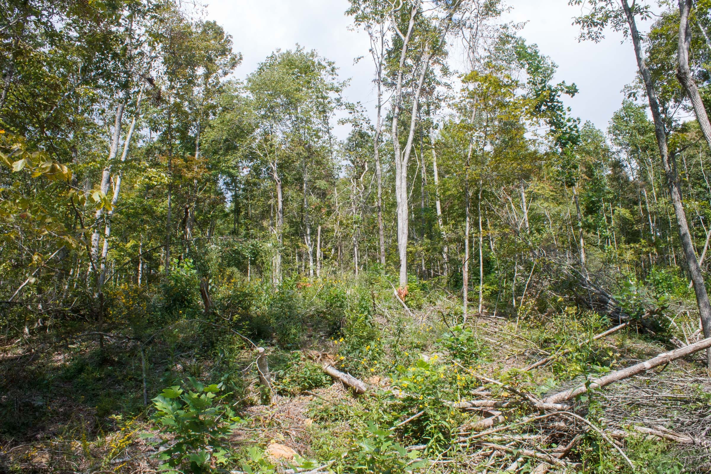 Wounded Oak Tract 15 photo 11