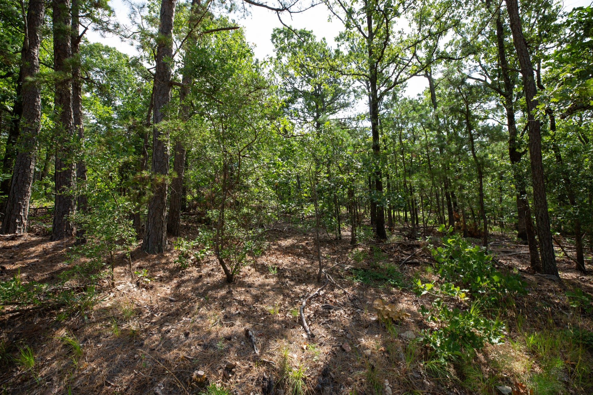 Eagle’s Nest Tract 41 photo 2