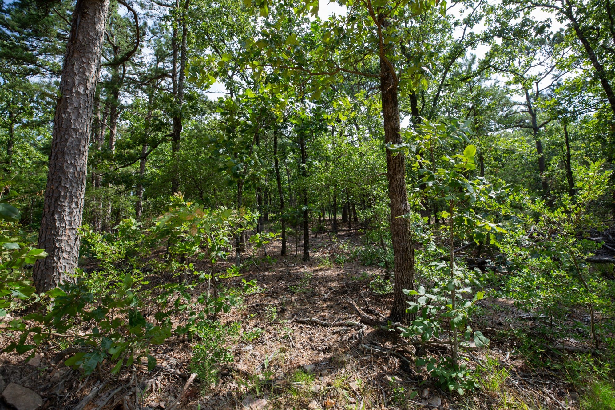 Eagle’s Nest Tract 41 photo 3