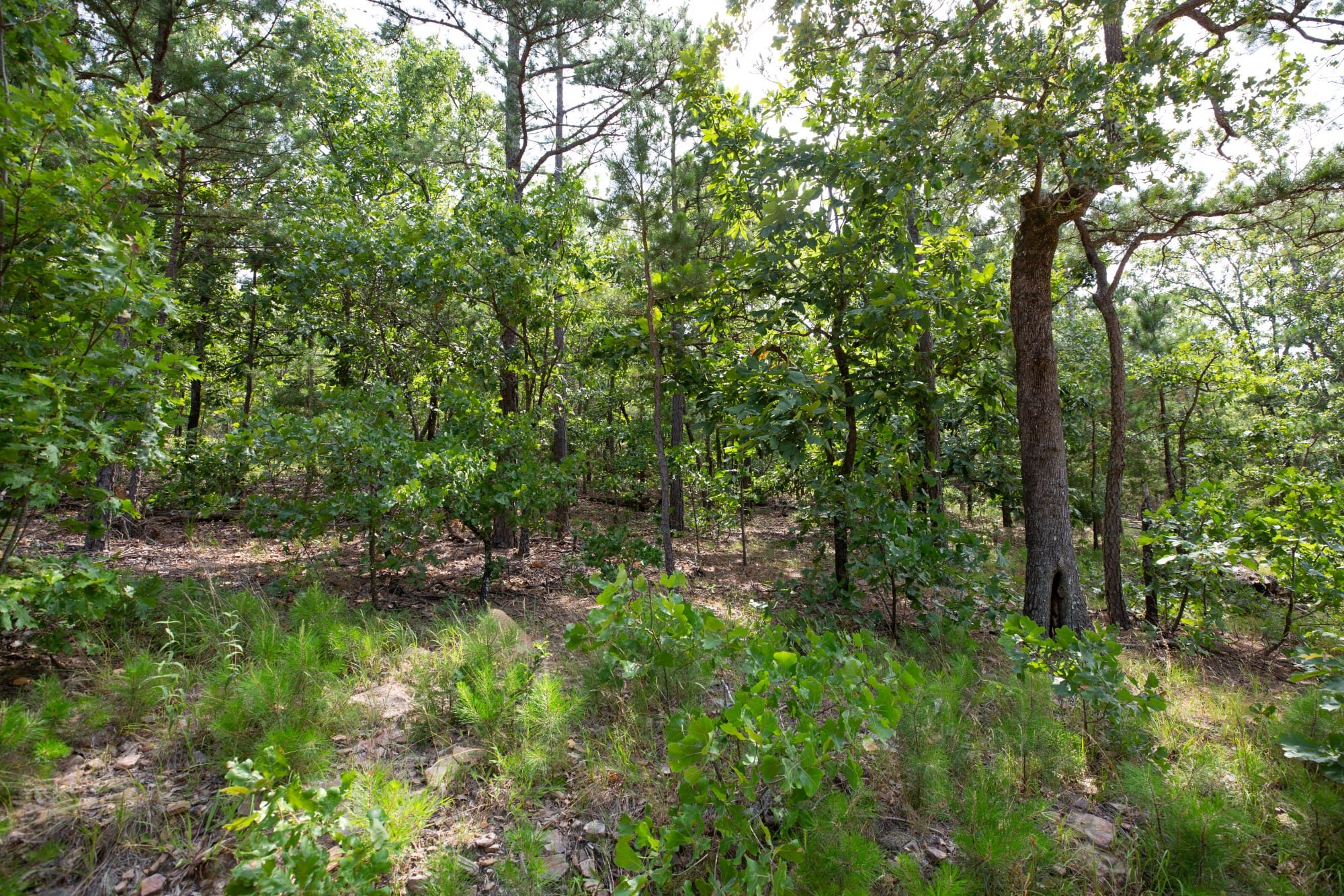 Eagle’s Nest Tract 41 photo 4