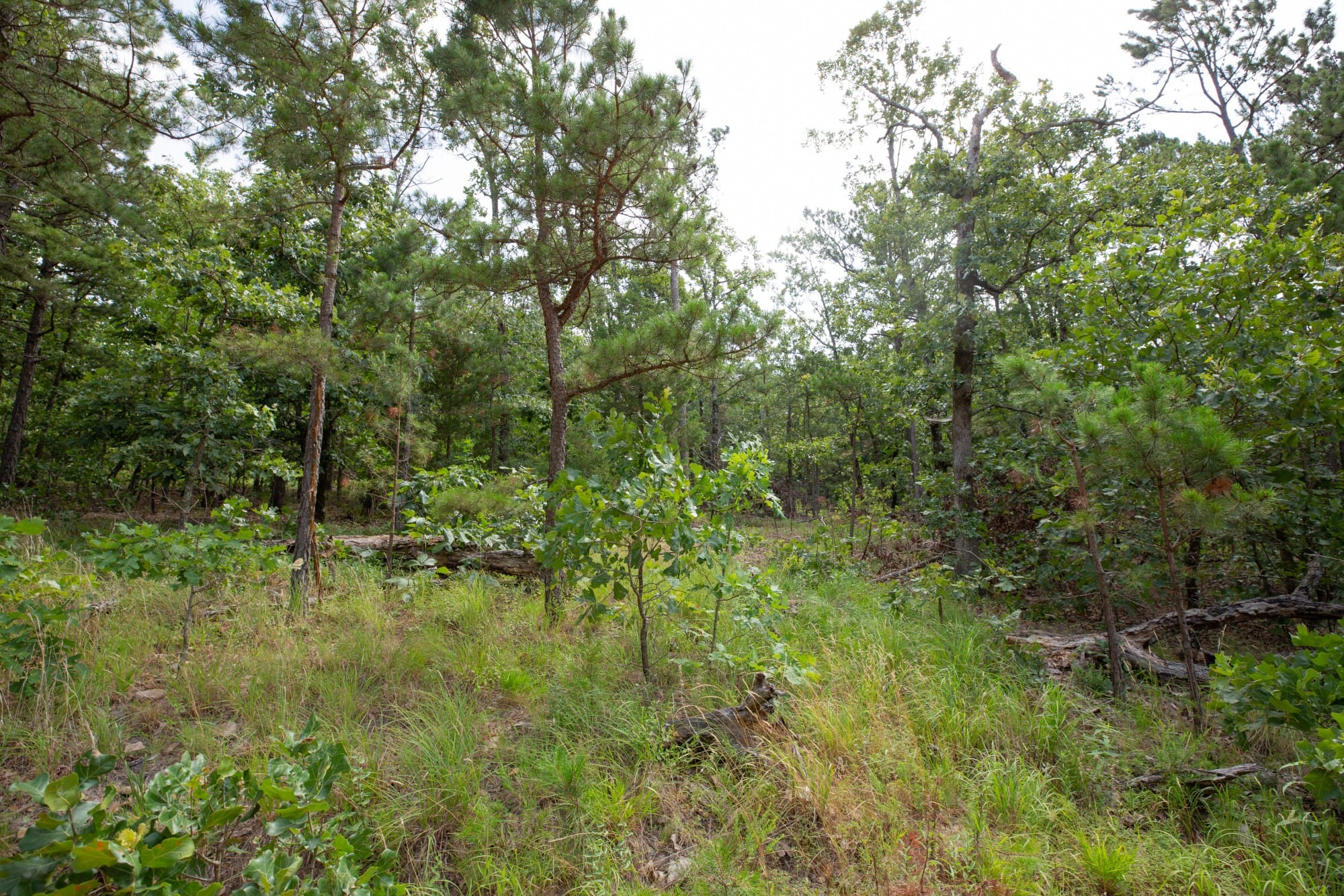 Eagle’s Nest Tract 41 photo 5
