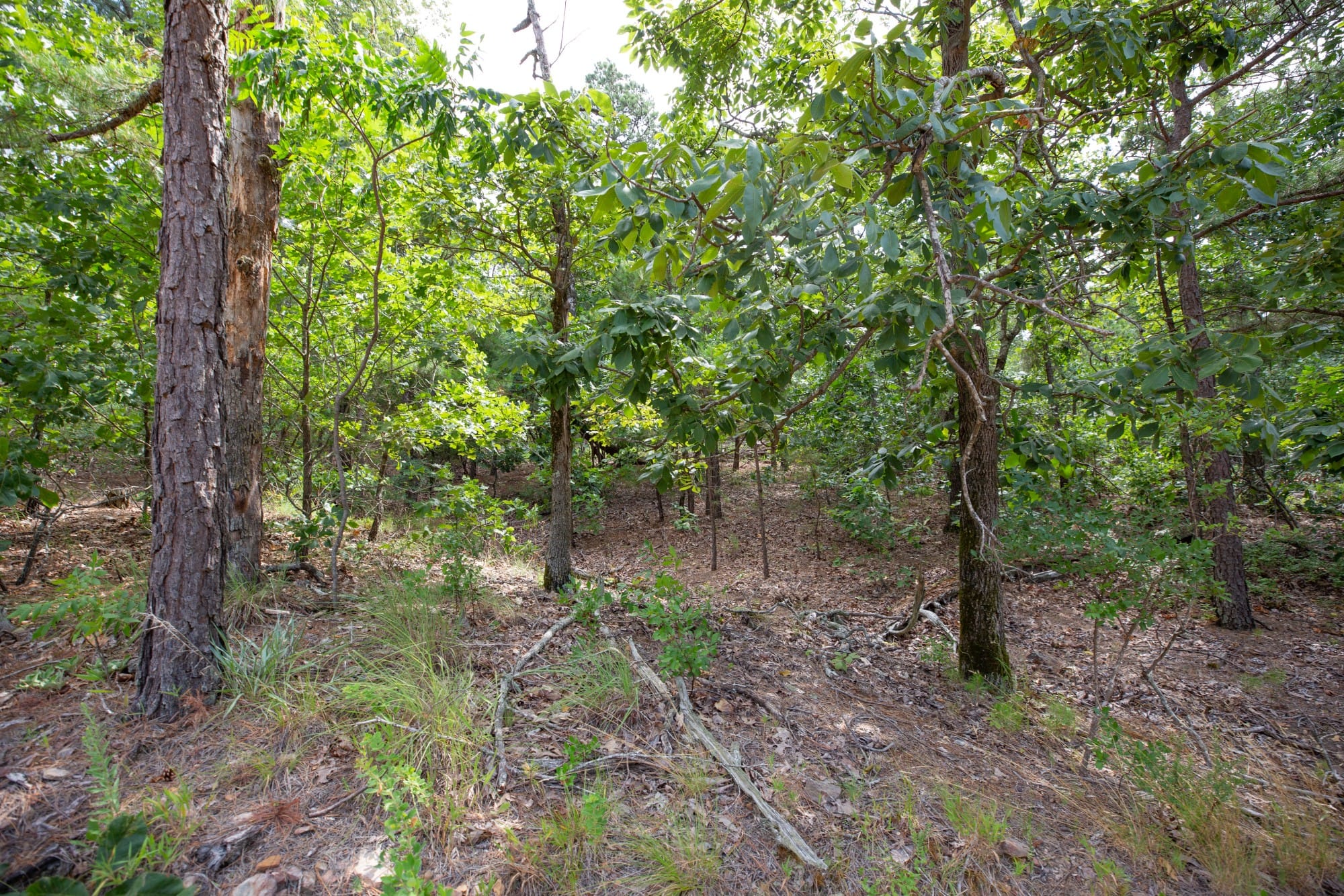 Eagle’s Nest Tract 41 photo 9