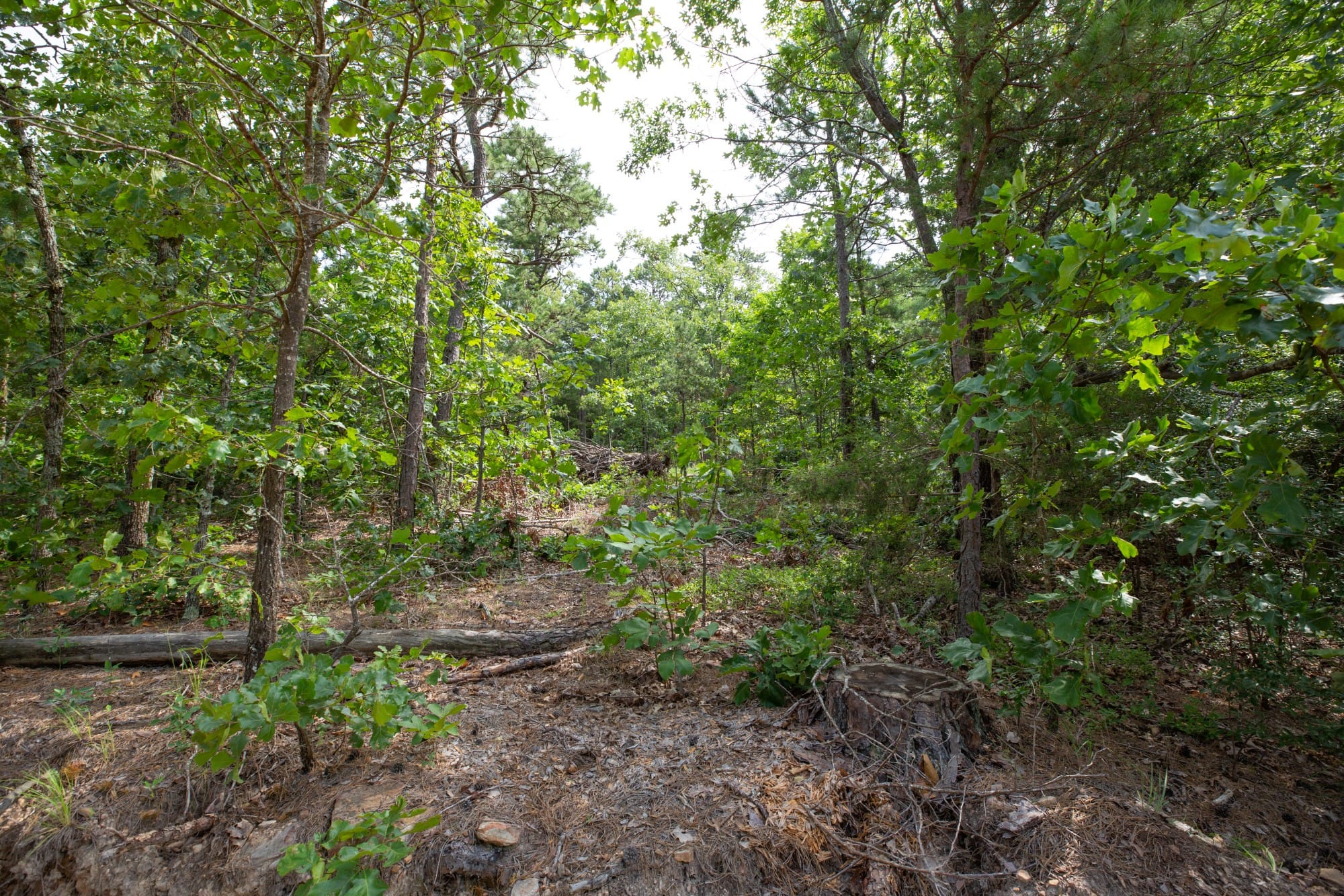 Eagle’s Nest Tract 41 photo 11
