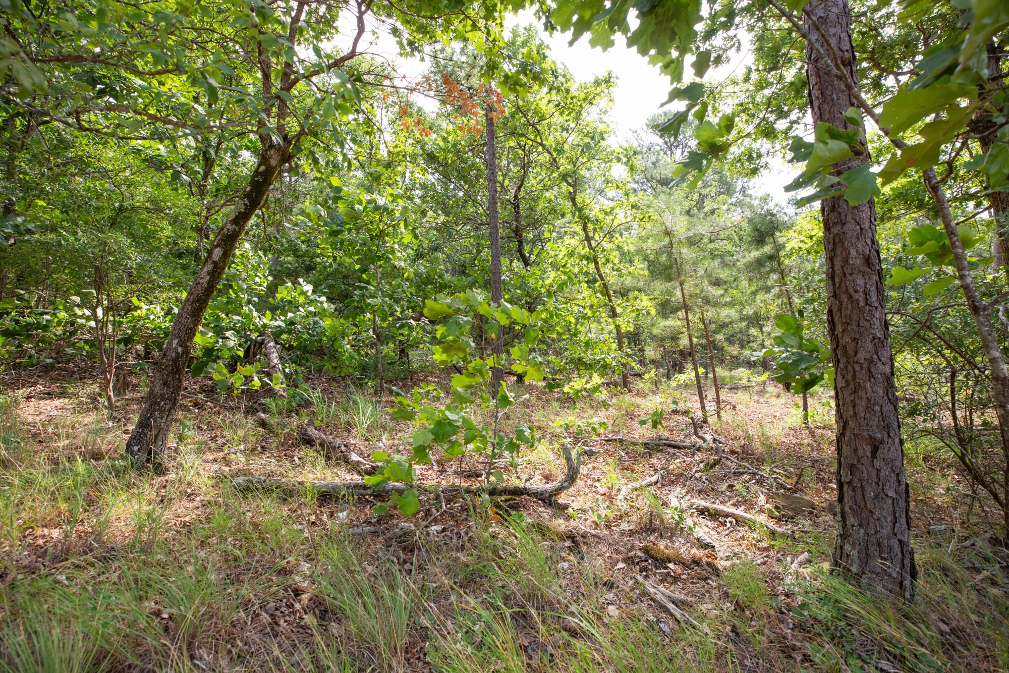 Eagle’s Nest Tract 41 photo 12