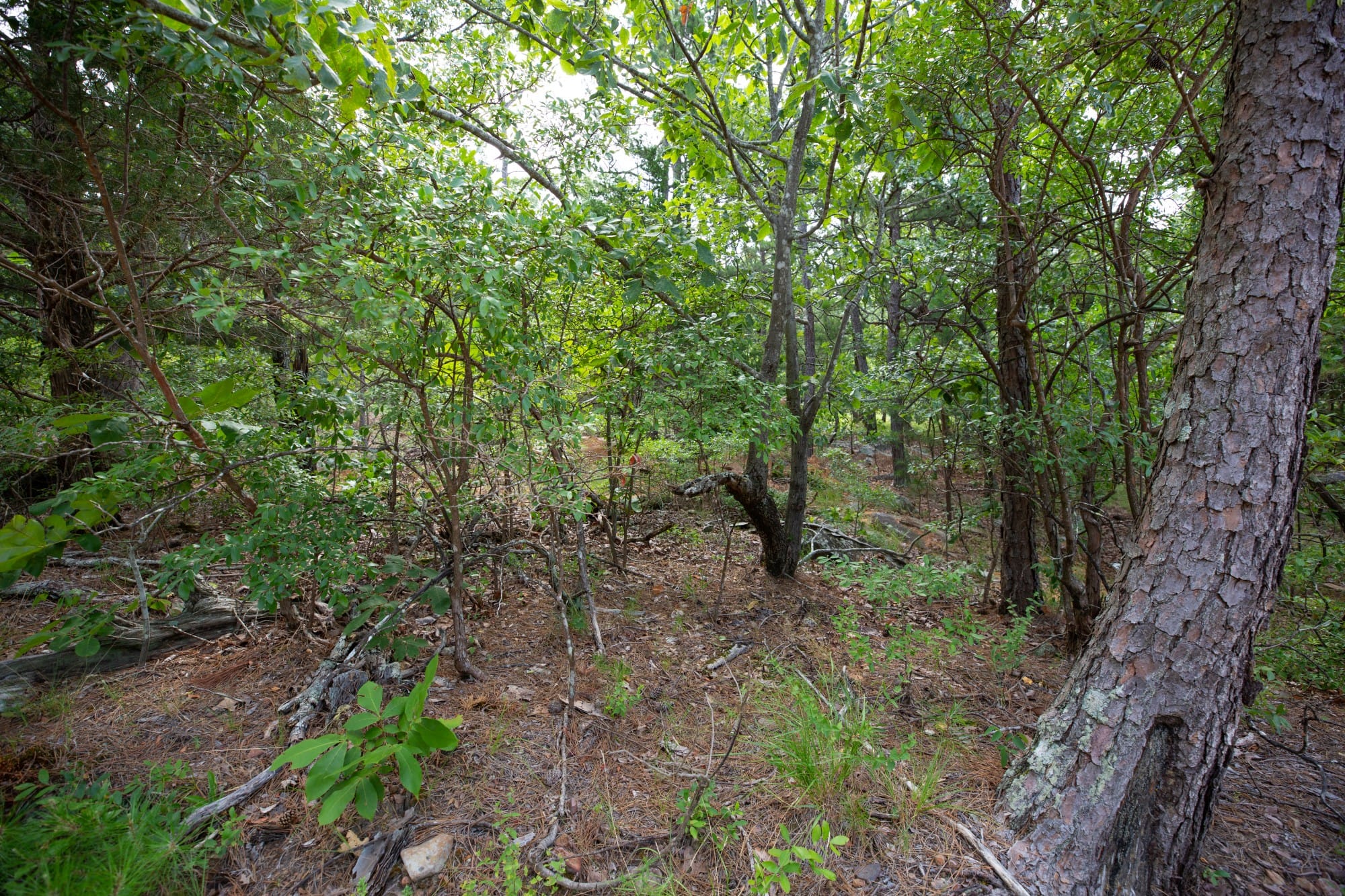 Eagle’s Nest Tract 41 photo 13