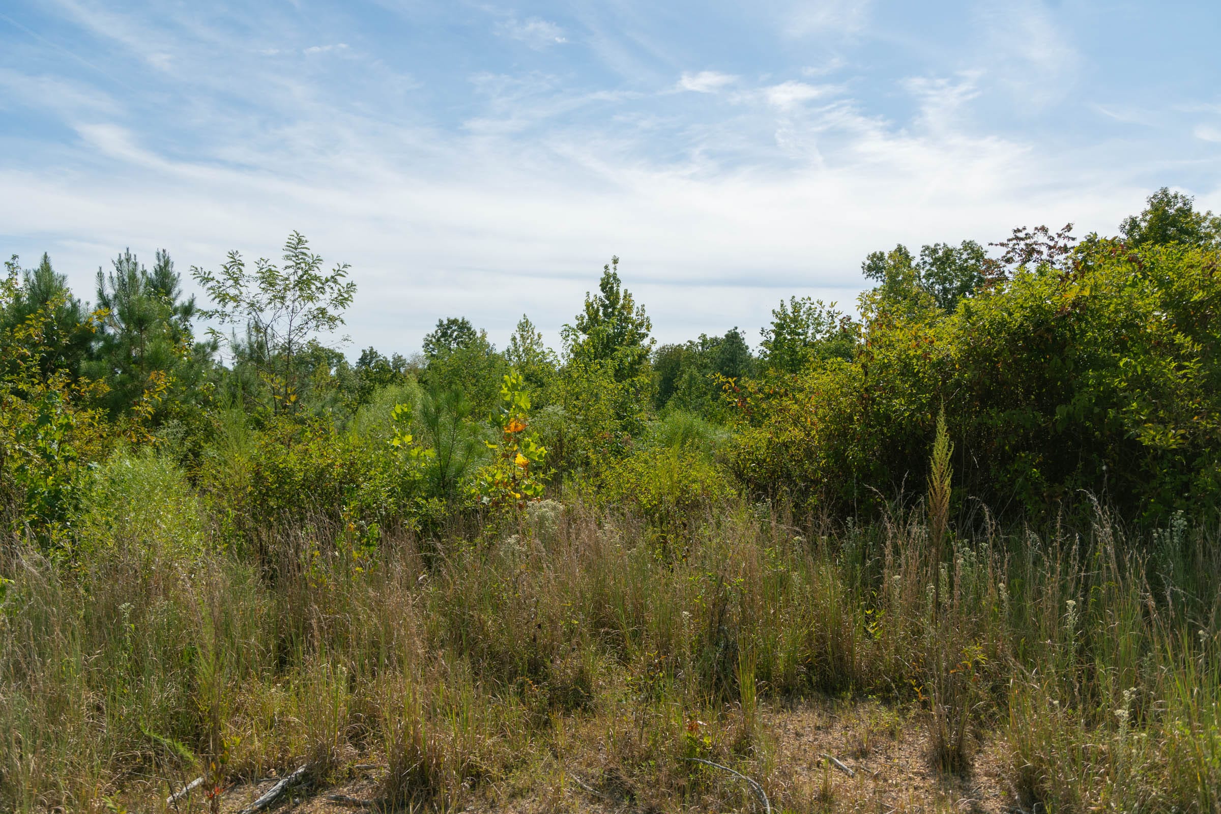 Big White Oak Tract 42 photo 7