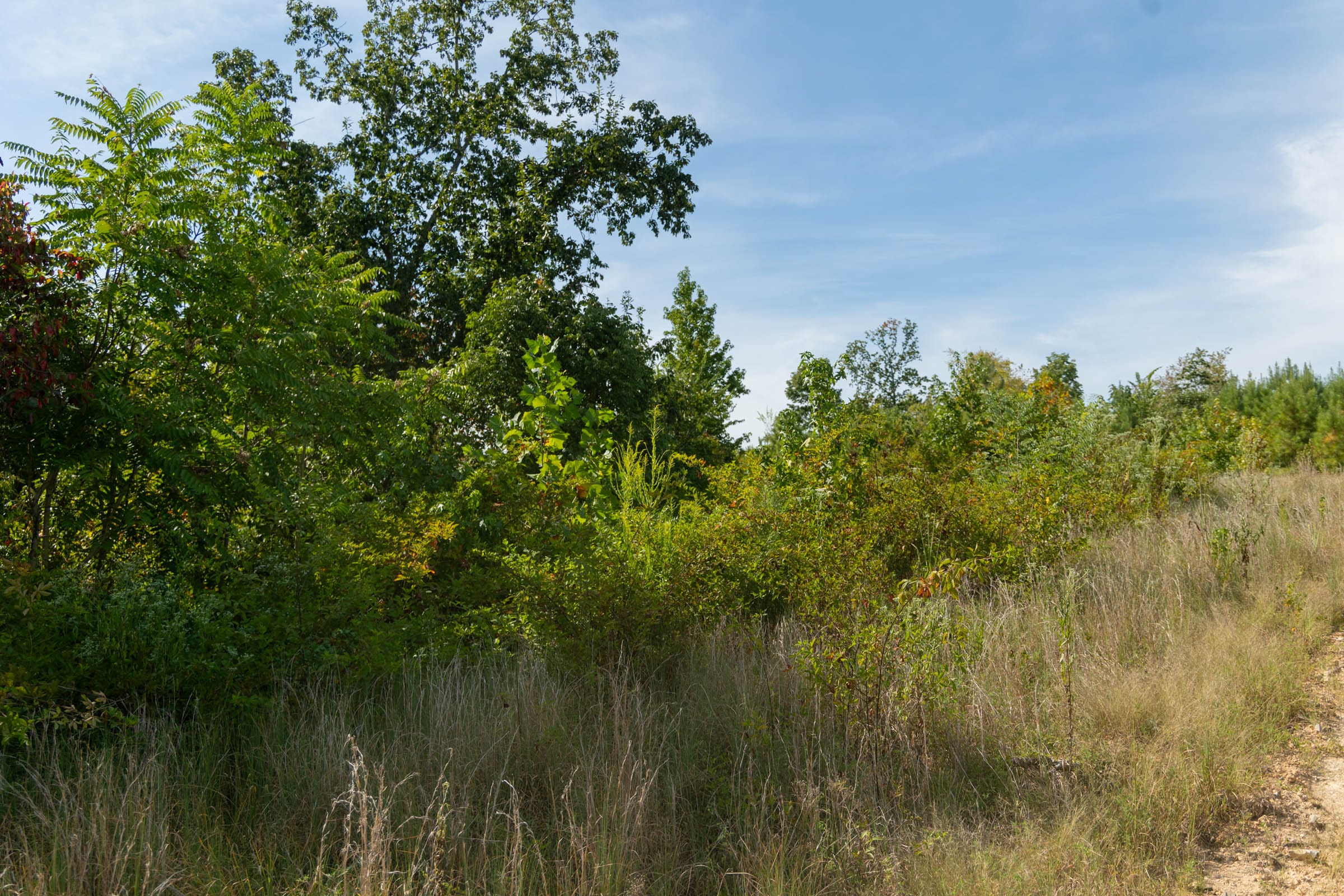 Big White Oak Tract 42 photo 4
