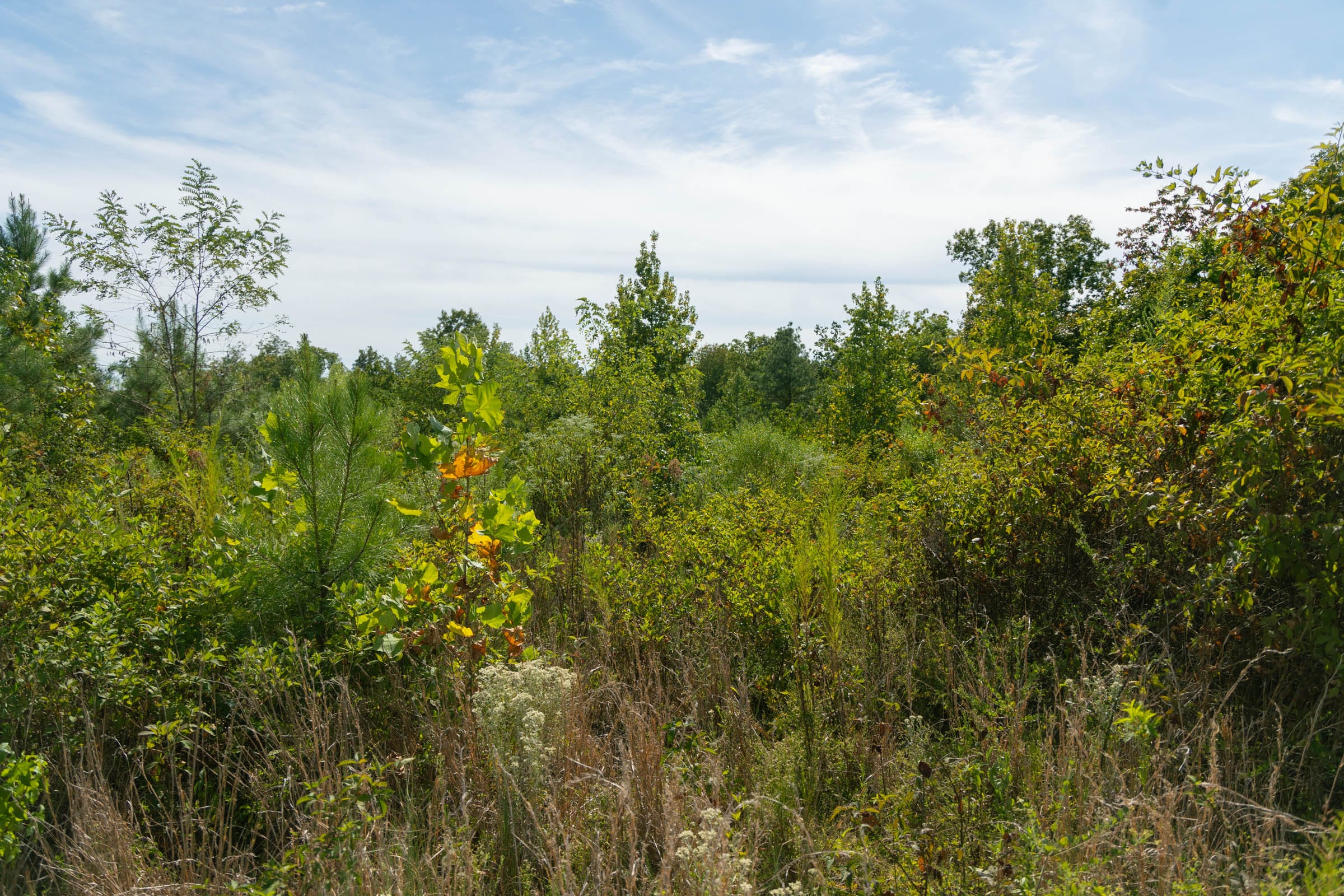 Big White Oak Tract 42 photo 3
