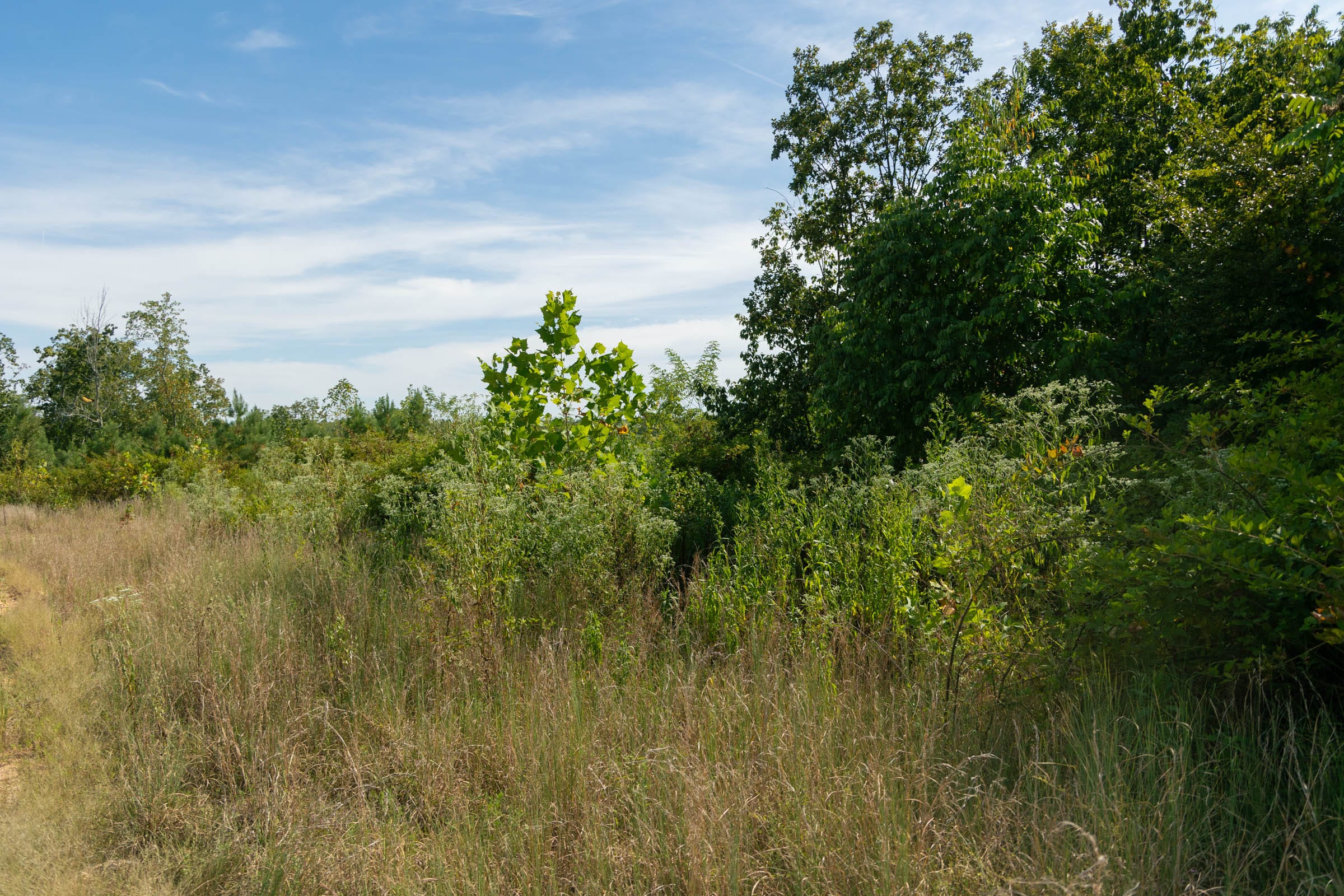 Big White Oak Tract 42 photo 8