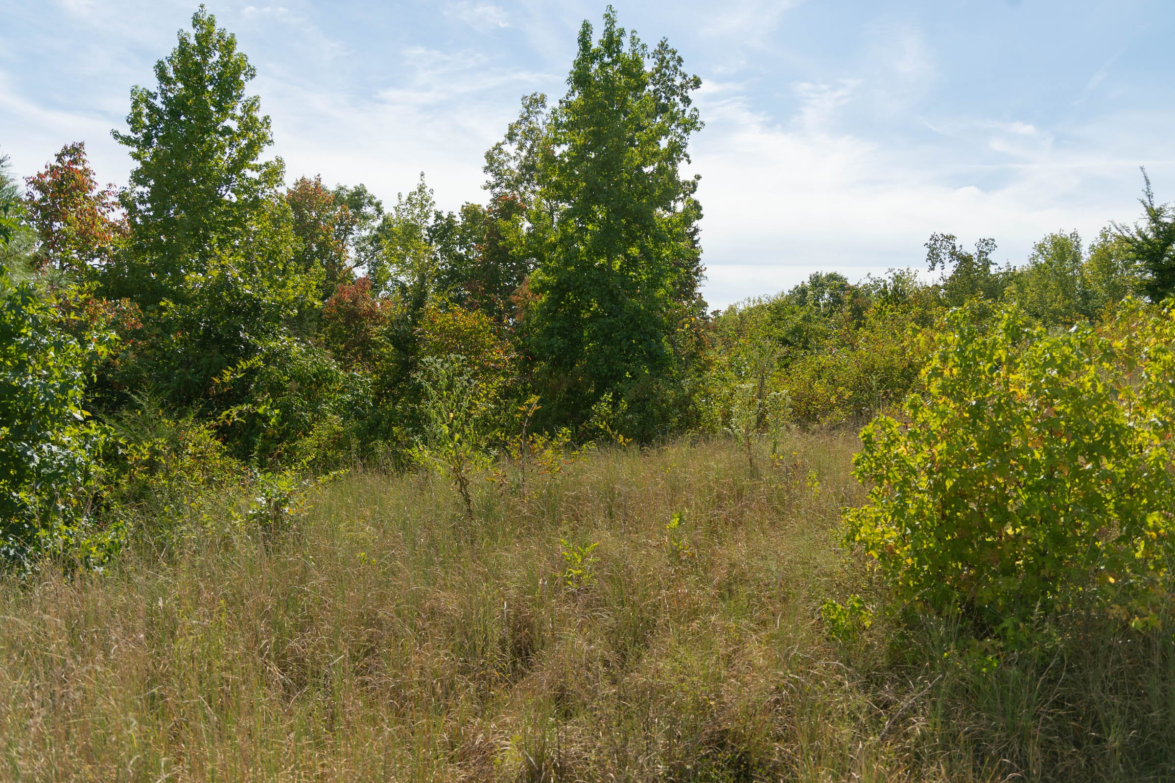 Big White Oak Tract 42 photo 2