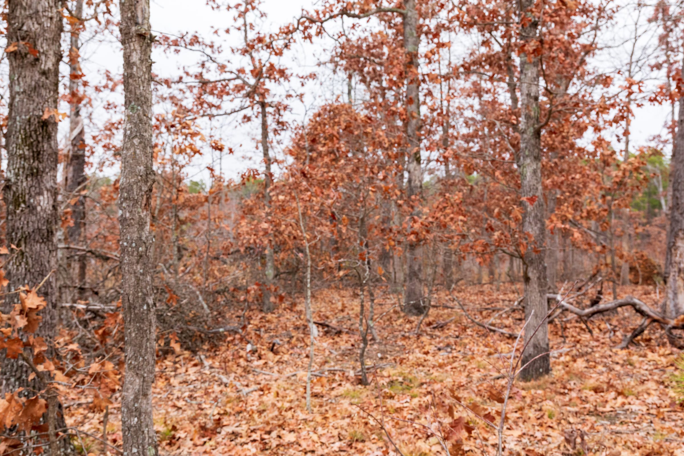Carter’s Crossing Tract 6 photo 2