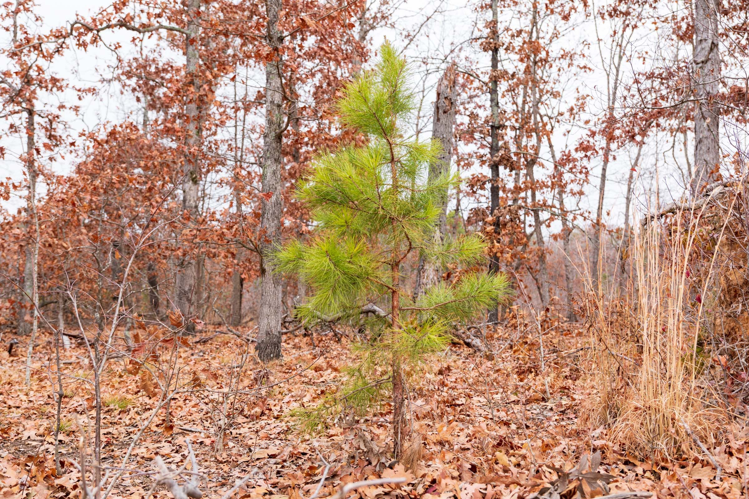 Carter’s Crossing Tract 6 photo 3