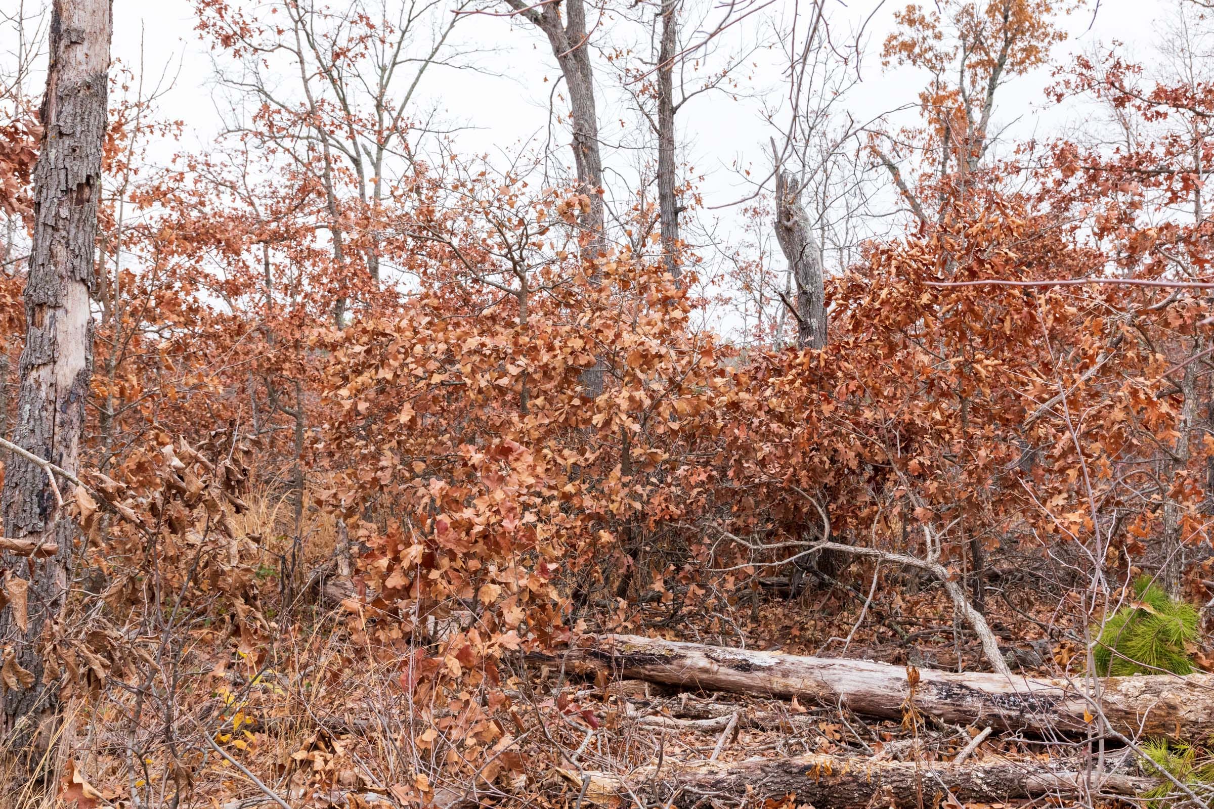 Carter’s Crossing Tract 6 photo 5