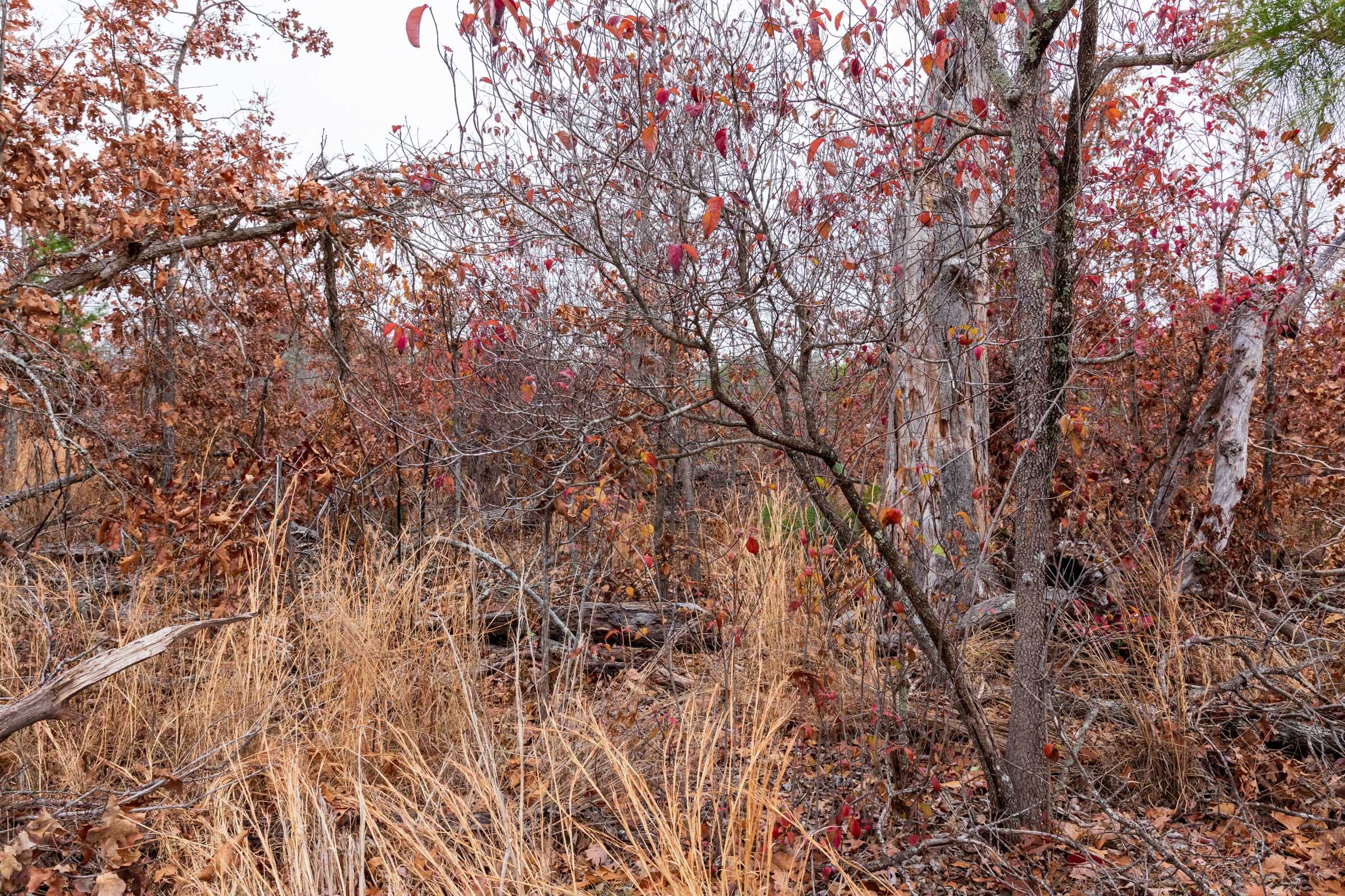 Carter’s Crossing Tract 6 photo 6