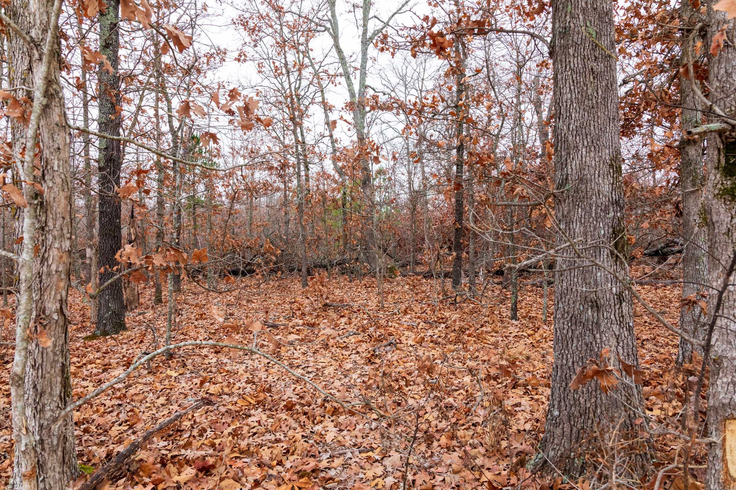 Carter’s Crossing Tract 6 photo 9