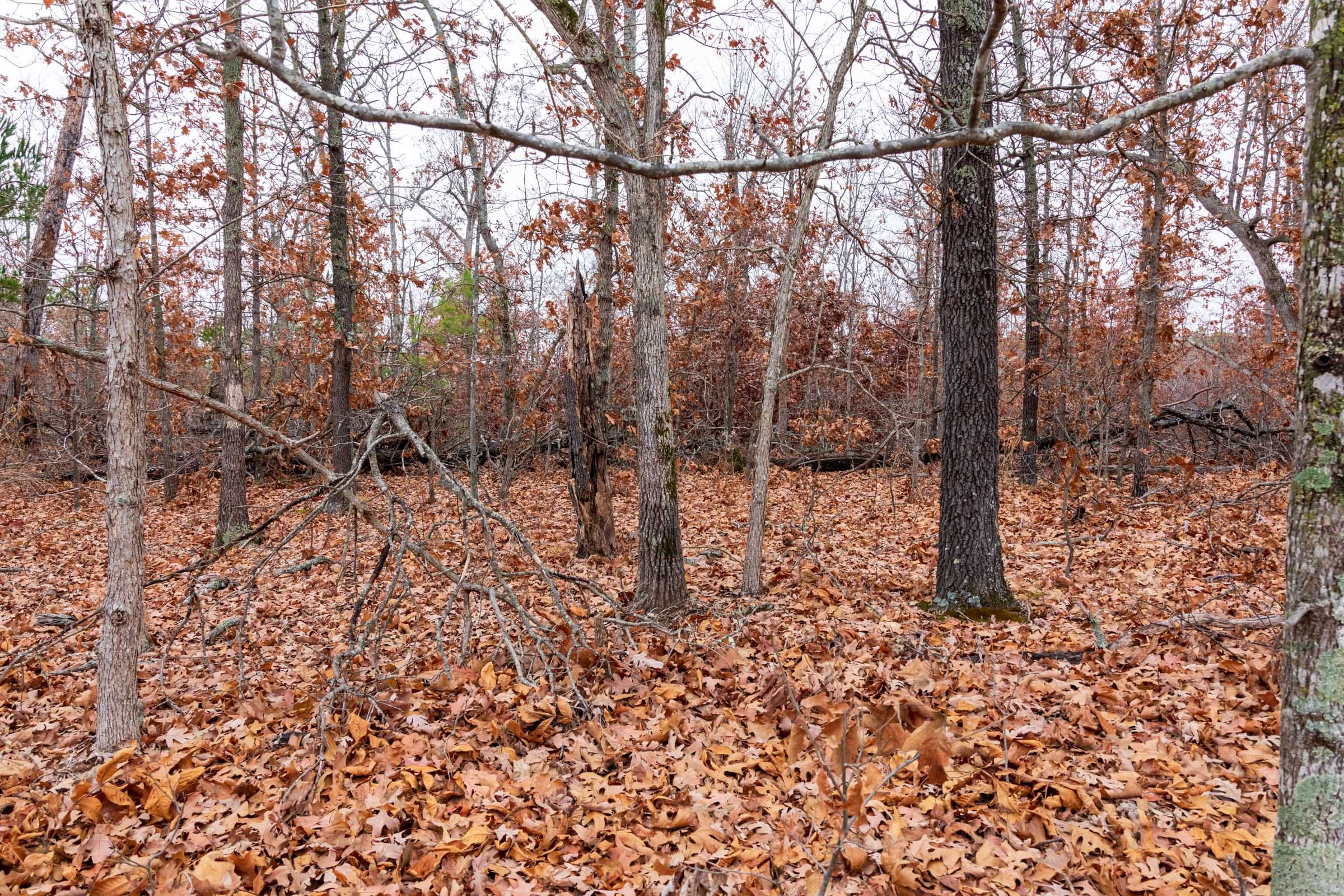 Carter’s Crossing Tract 6 photo 10