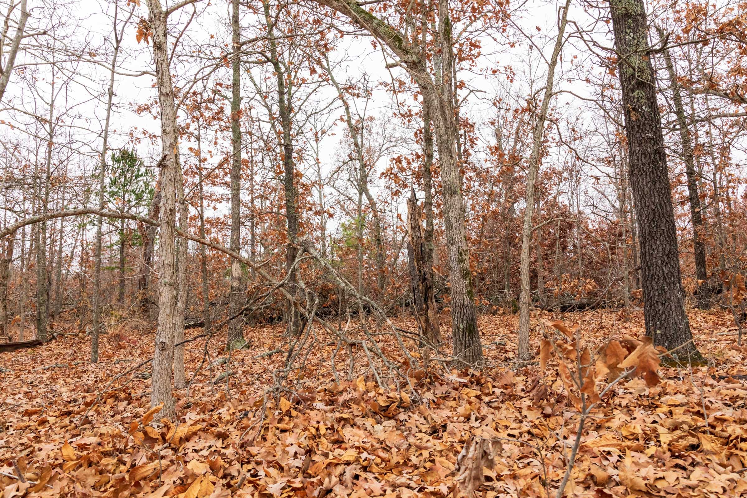 Carter’s Crossing Tract 6 photo 11