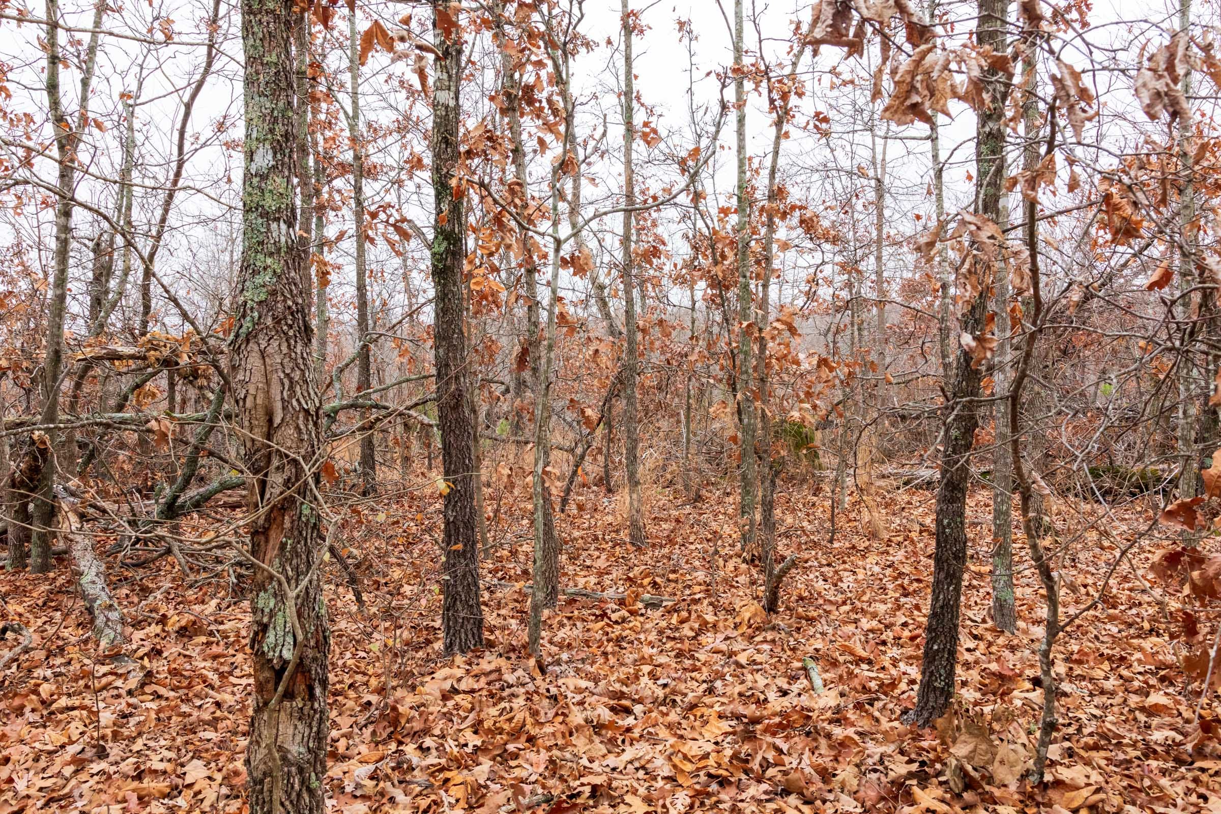 Carter’s Crossing Tract 6 photo 12