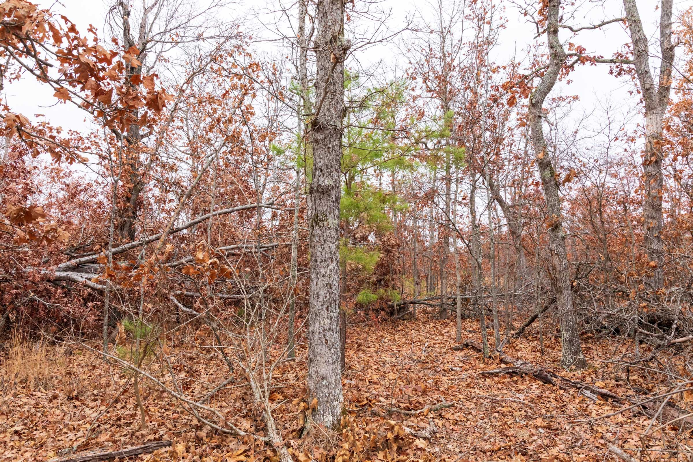 Carter’s Crossing Tract 6 photo 13
