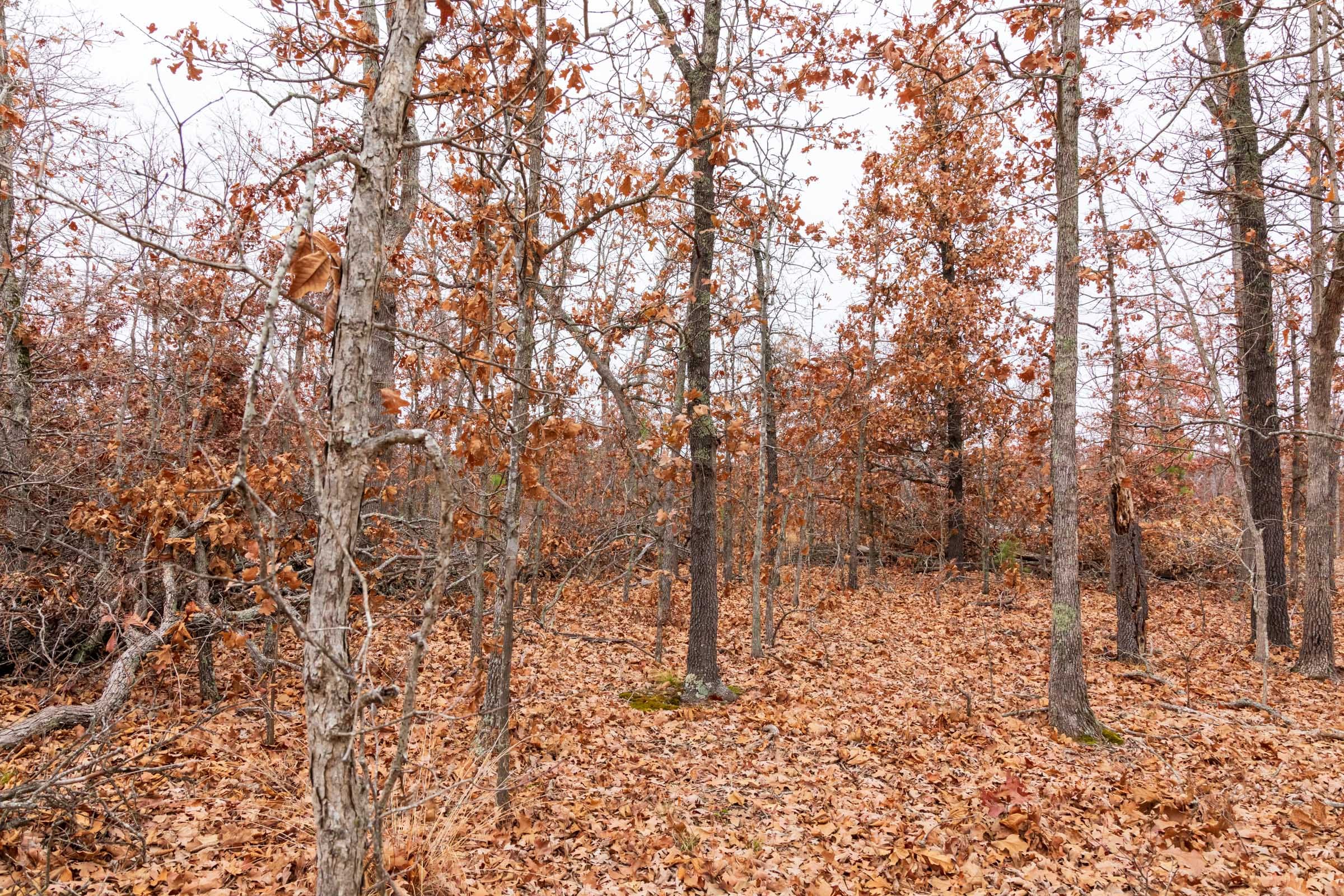 Carter’s Crossing Tract 6 photo 14