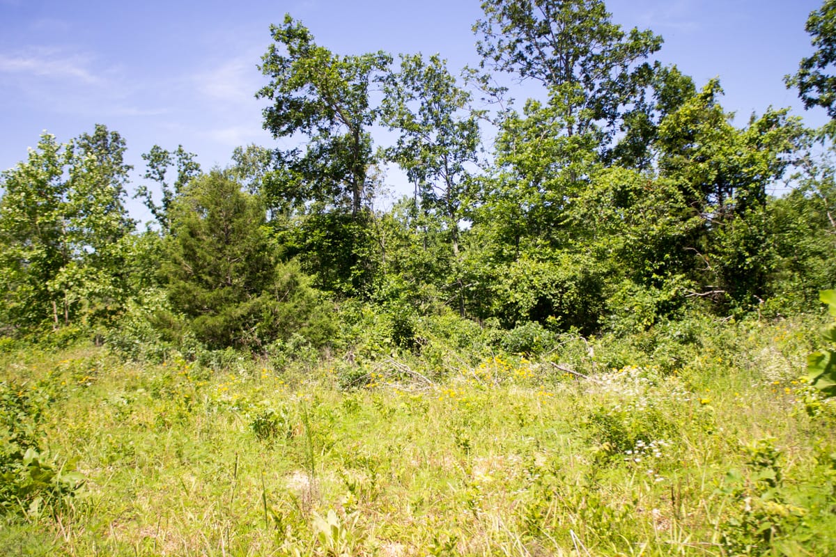 Timber Crossing Tract 26 photo 4
