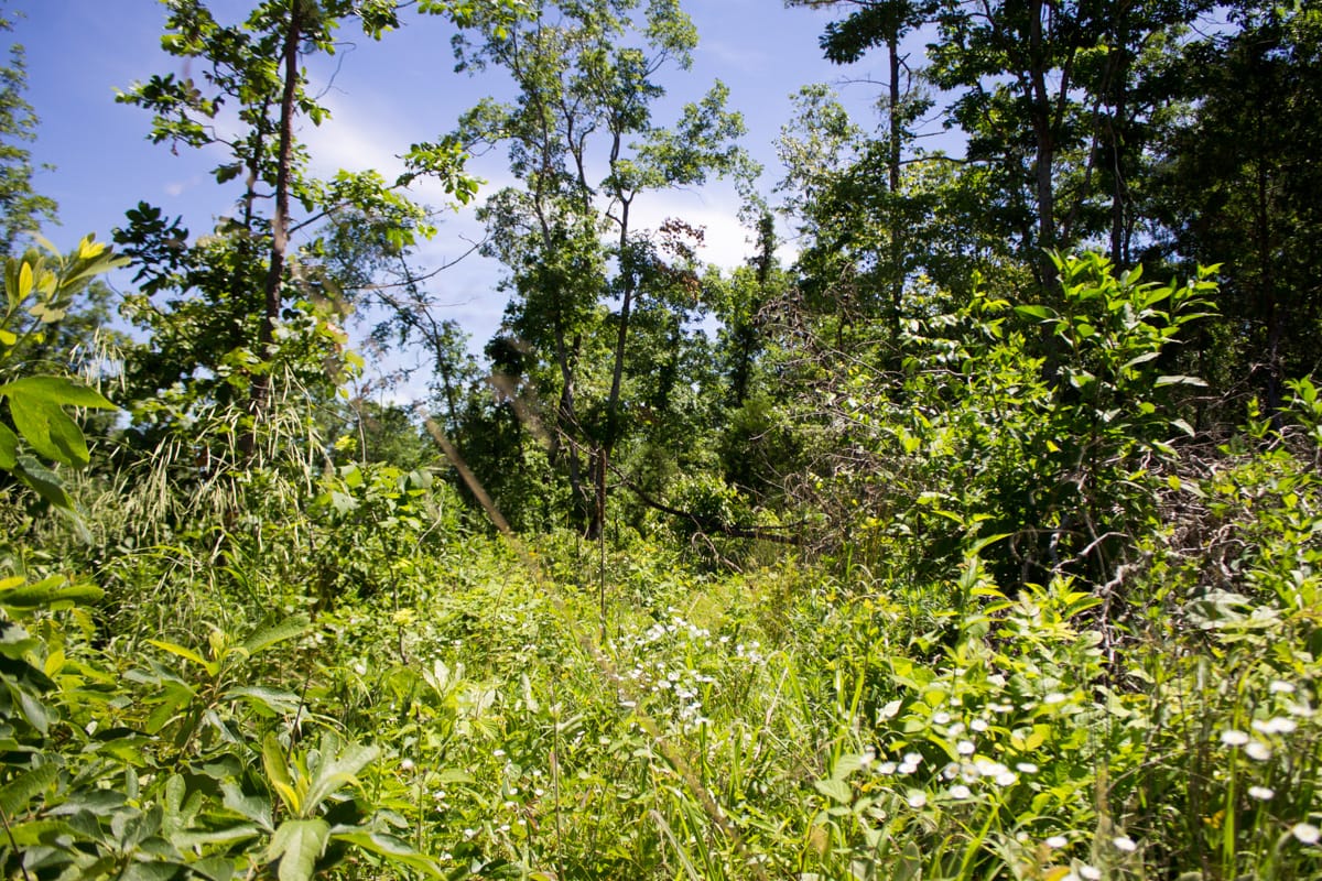 Timber Crossing Tract 26 photo 5