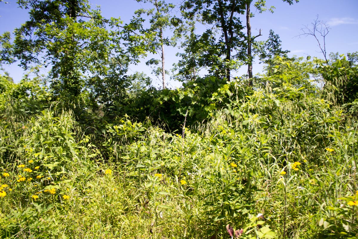 Timber Crossing Tract 26 photo 6