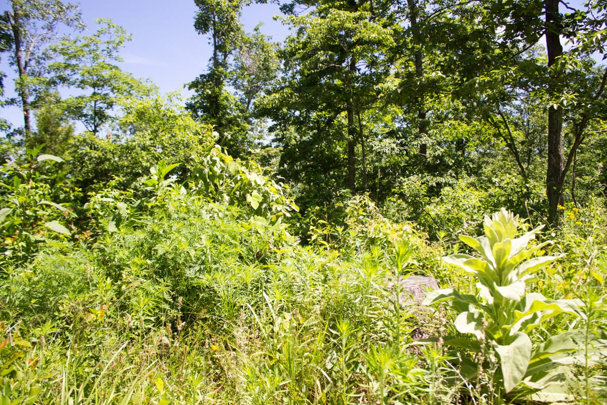 Timber Crossing Tract 26 photo 7