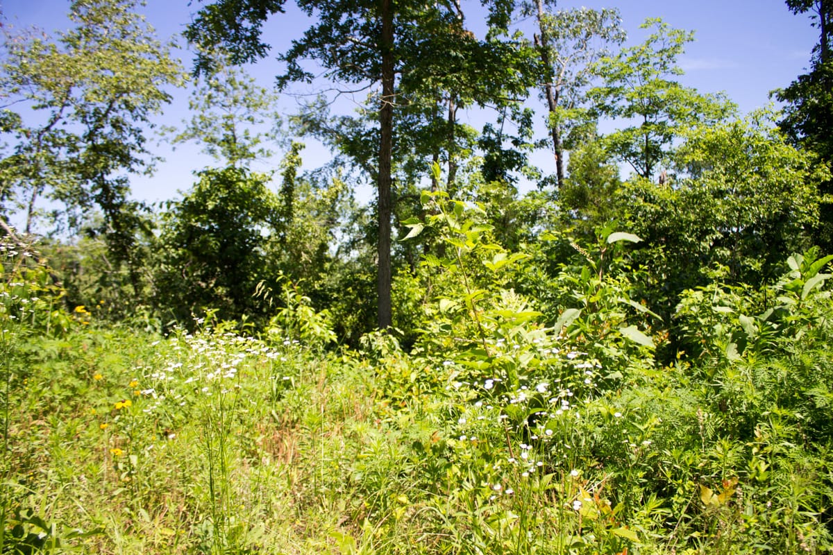 Timber Crossing Tract 26 photo 8