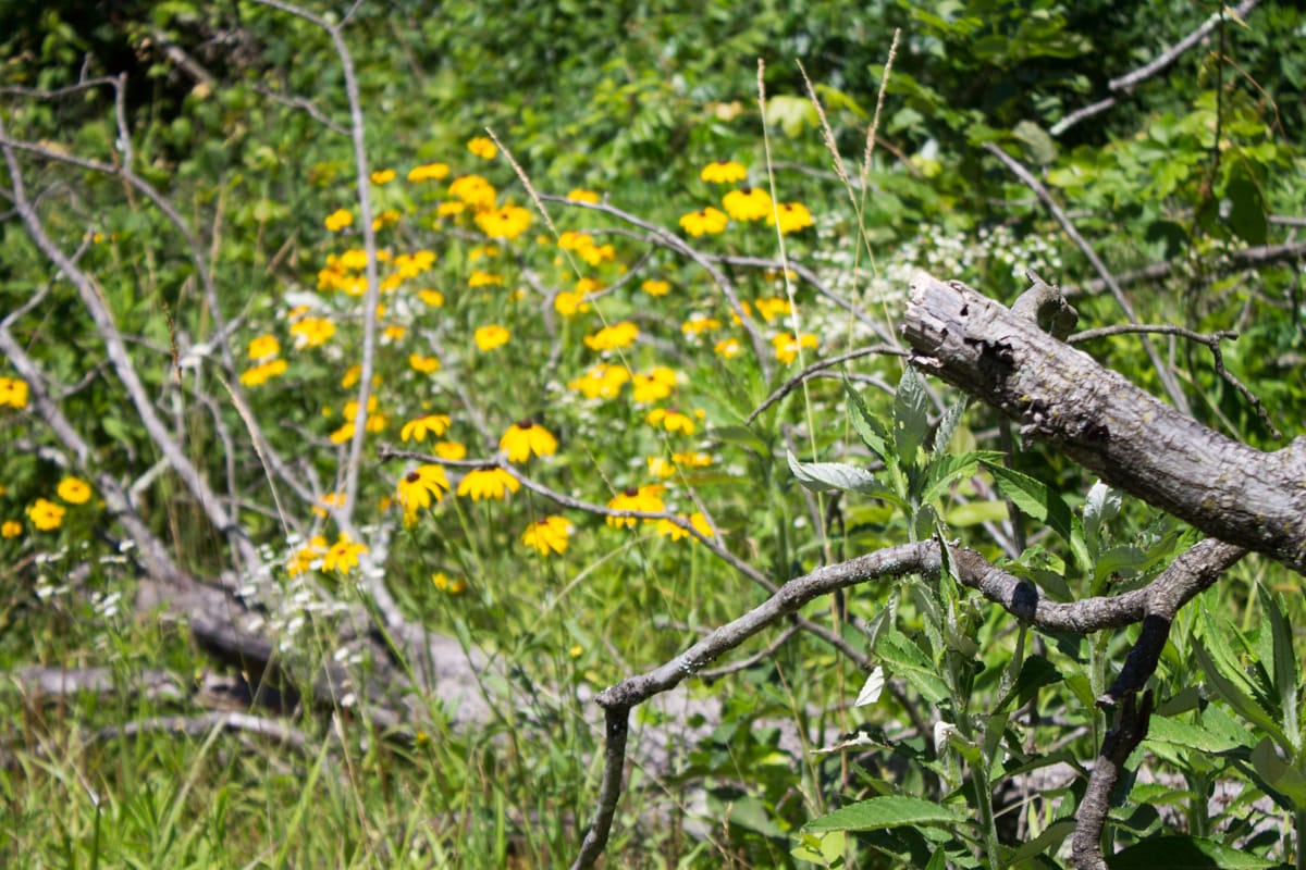 Timber Crossing Tract 26 photo 9