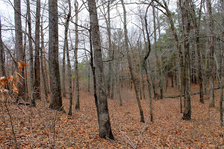 The Tennessean Tract 31 photo 3