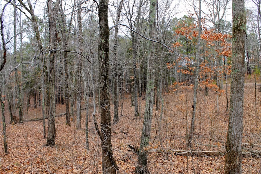 The Tennessean Tract 31 photo 4