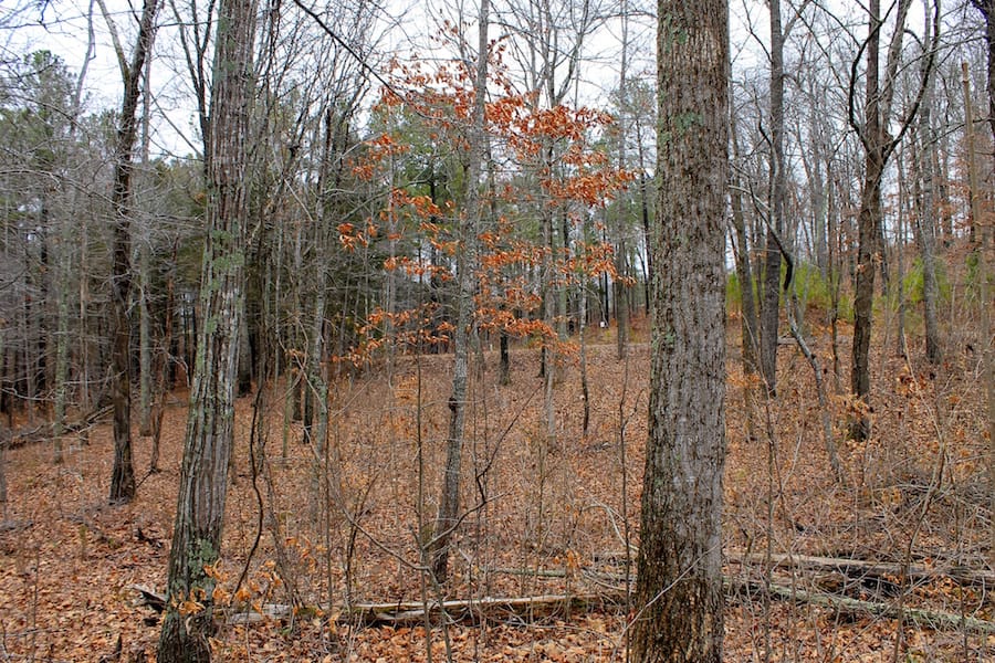 The Tennessean Tract 31 photo 6