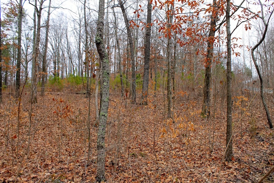 The Tennessean Tract 31 photo 8