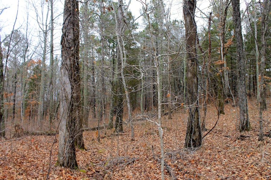 The Tennessean Tract 31 photo 9