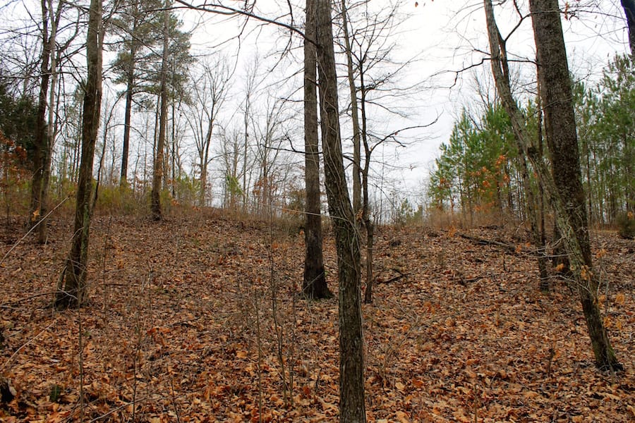 The Tennessean Tract 31 photo 11