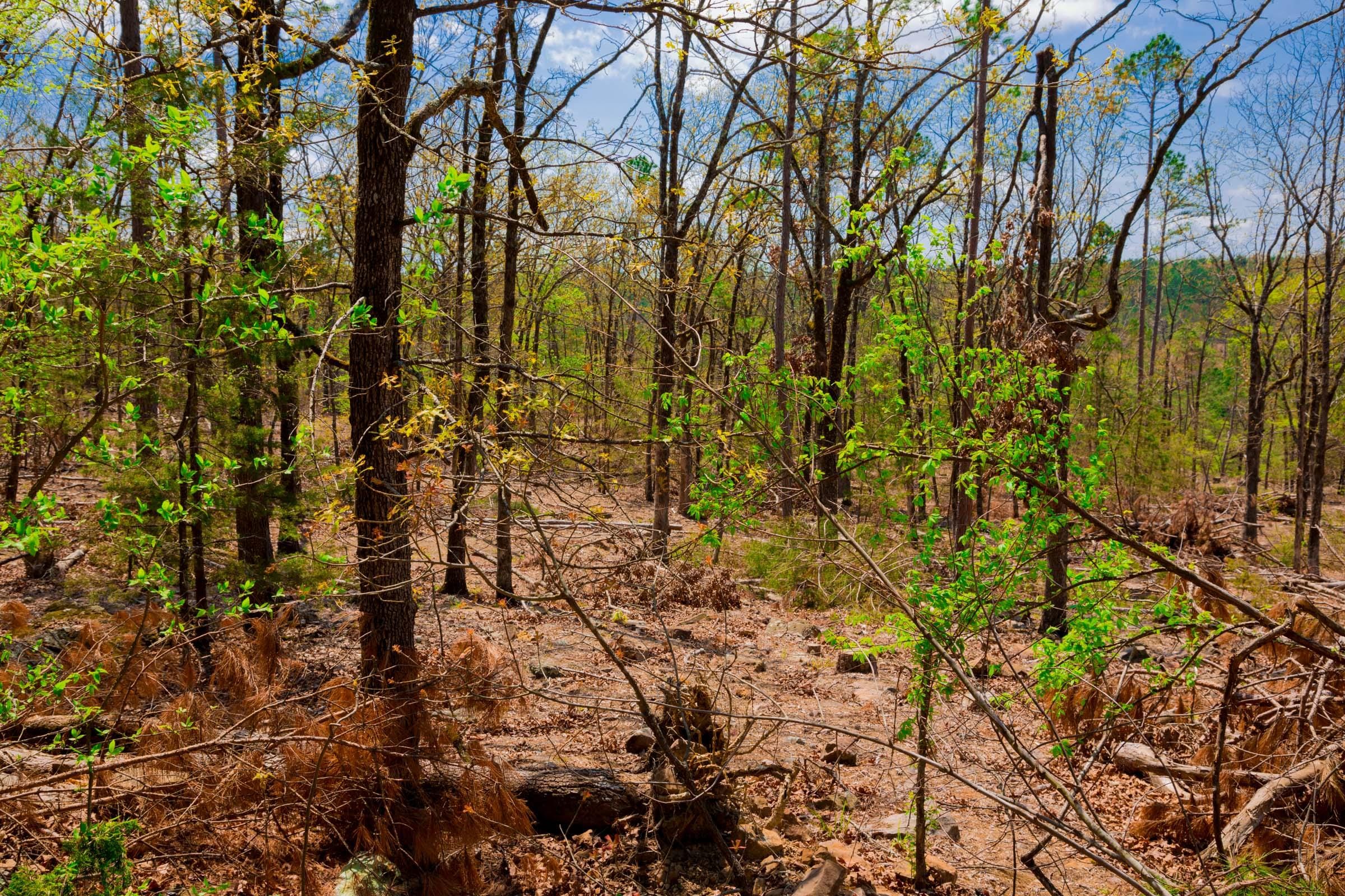 Stone Creek Phase II Tract 246 photo 7