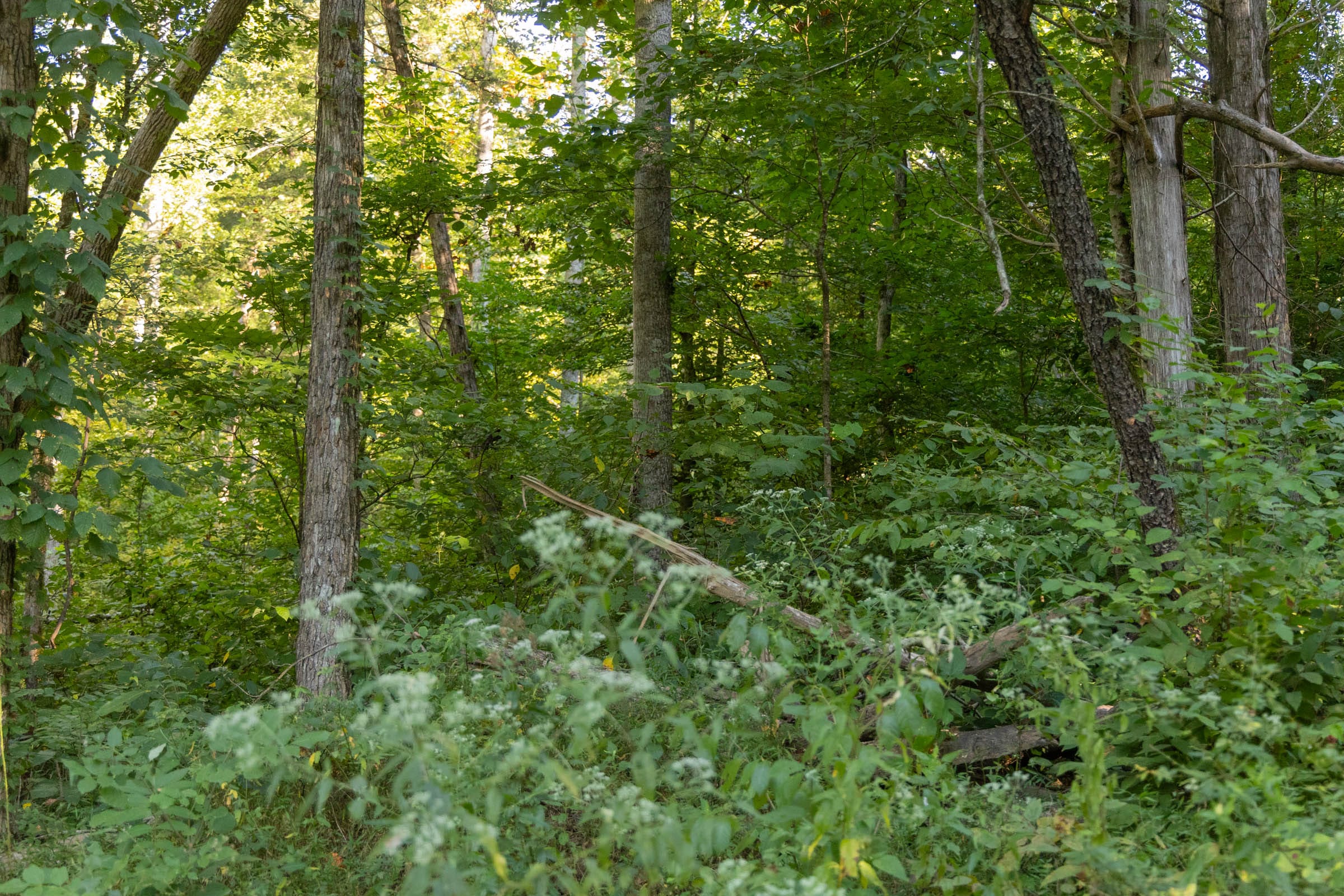 Big White Oak Tract 88 photo 11