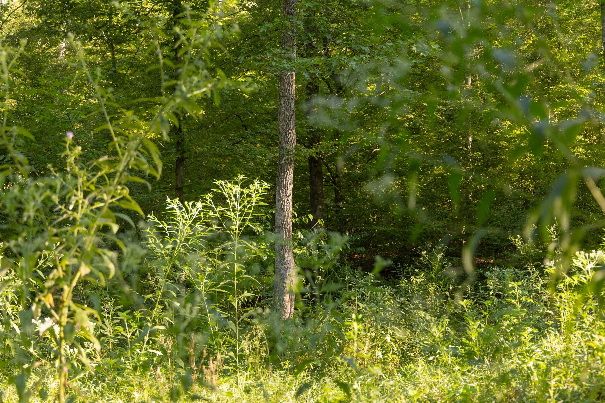 Big White Oak Tract 88 photo 10